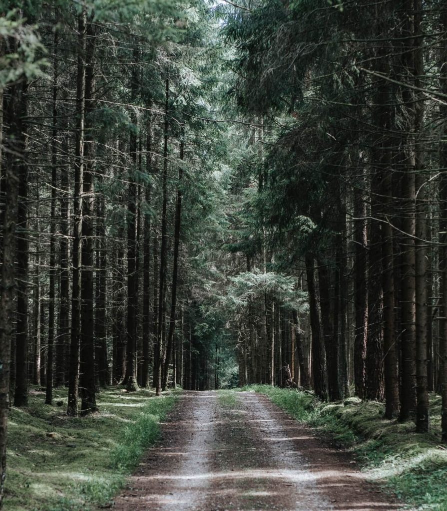 Weg in den Wald zum Waldbaden